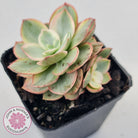 Echeveria Suyon White Variegated