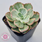 Echeveria Suyon White Variegated