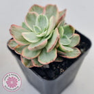 Echeveria Suyon White Variegated