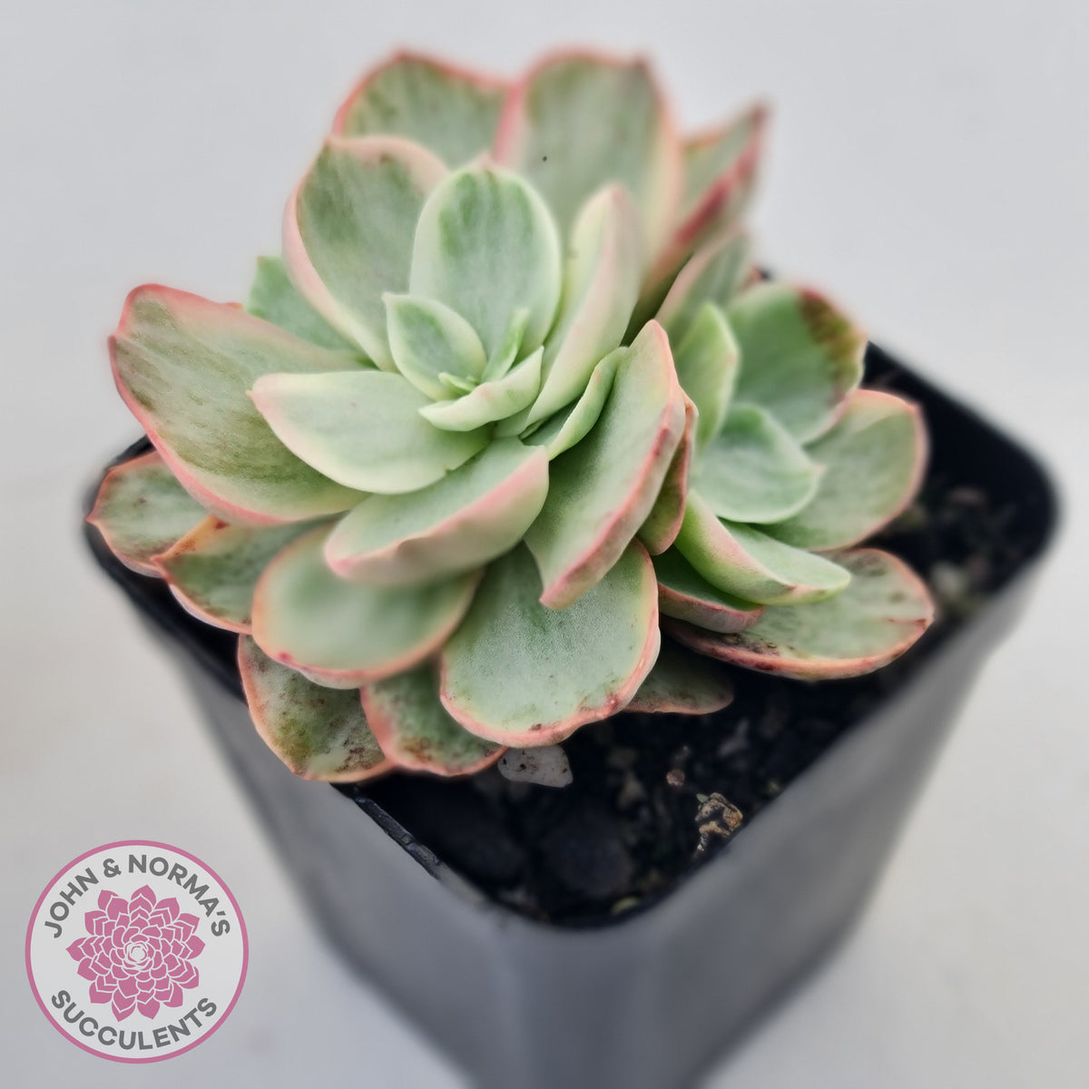 Echeveria Suyon White Variegated