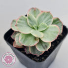 Echeveria Suyon White Variegated