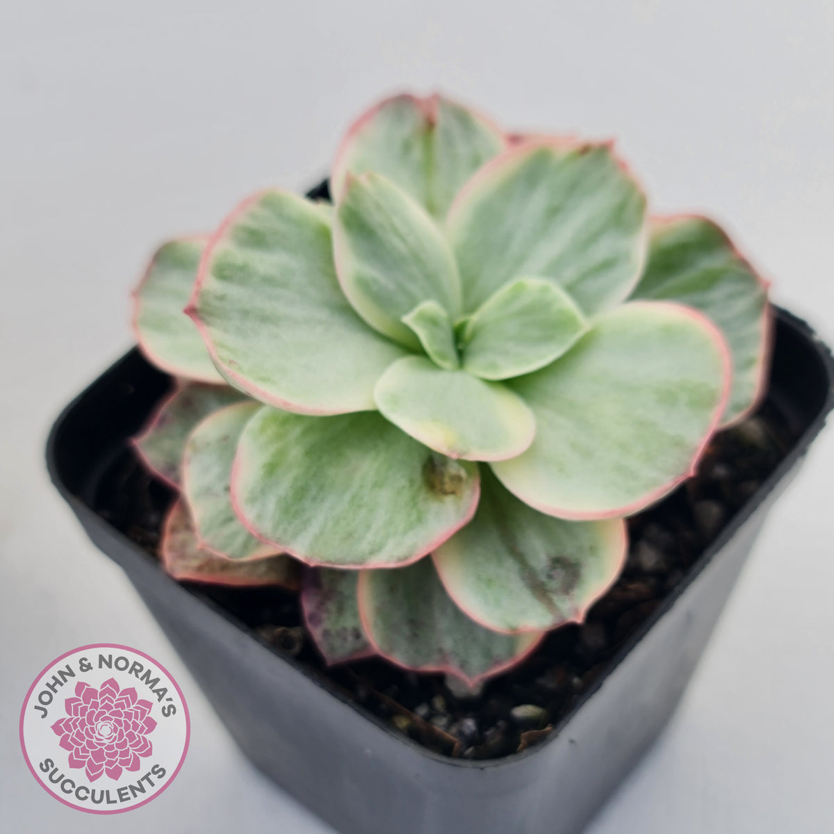 Echeveria Suyon White Variegated