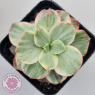 Echeveria Suyon White Variegated