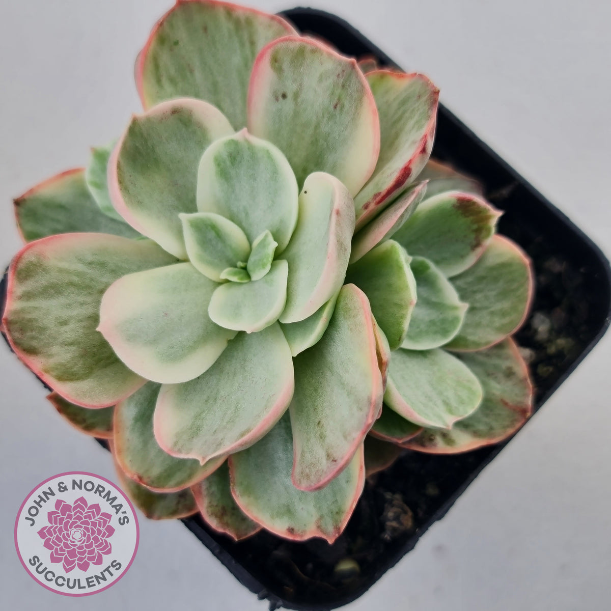 Echeveria Suyon White Variegated