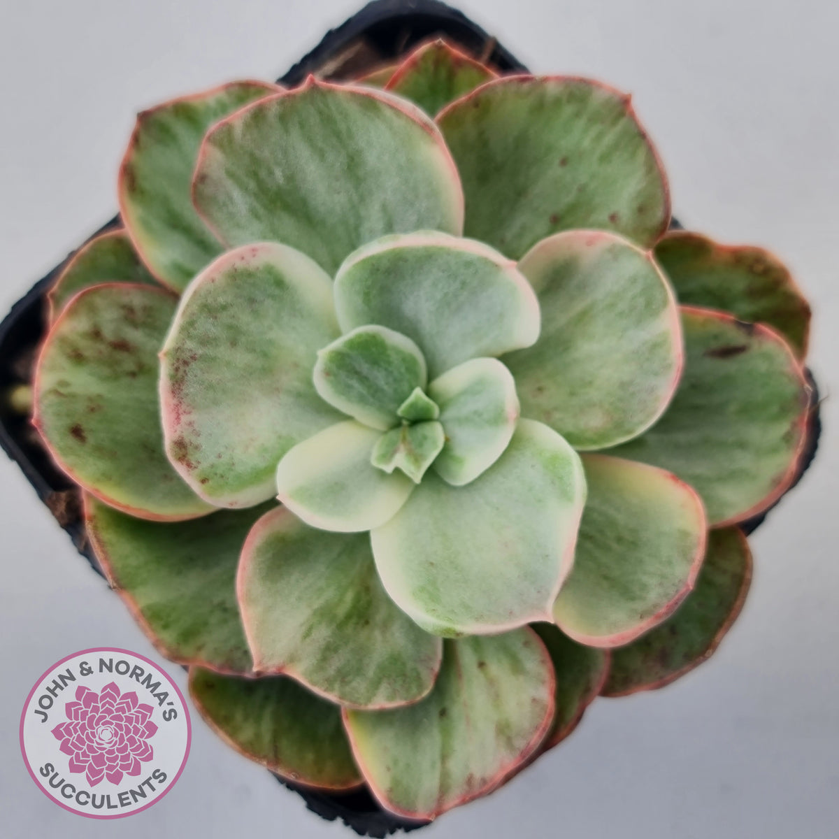 Echeveria Suyon White Variegated