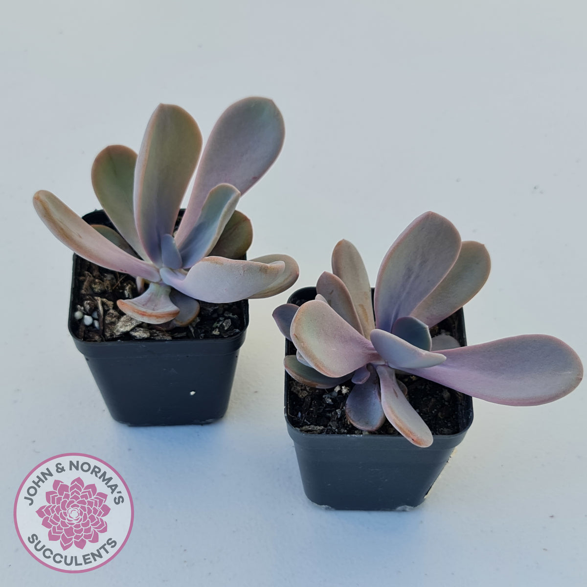 Echeveria Violescens