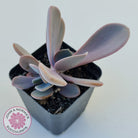 Echeveria Violescens