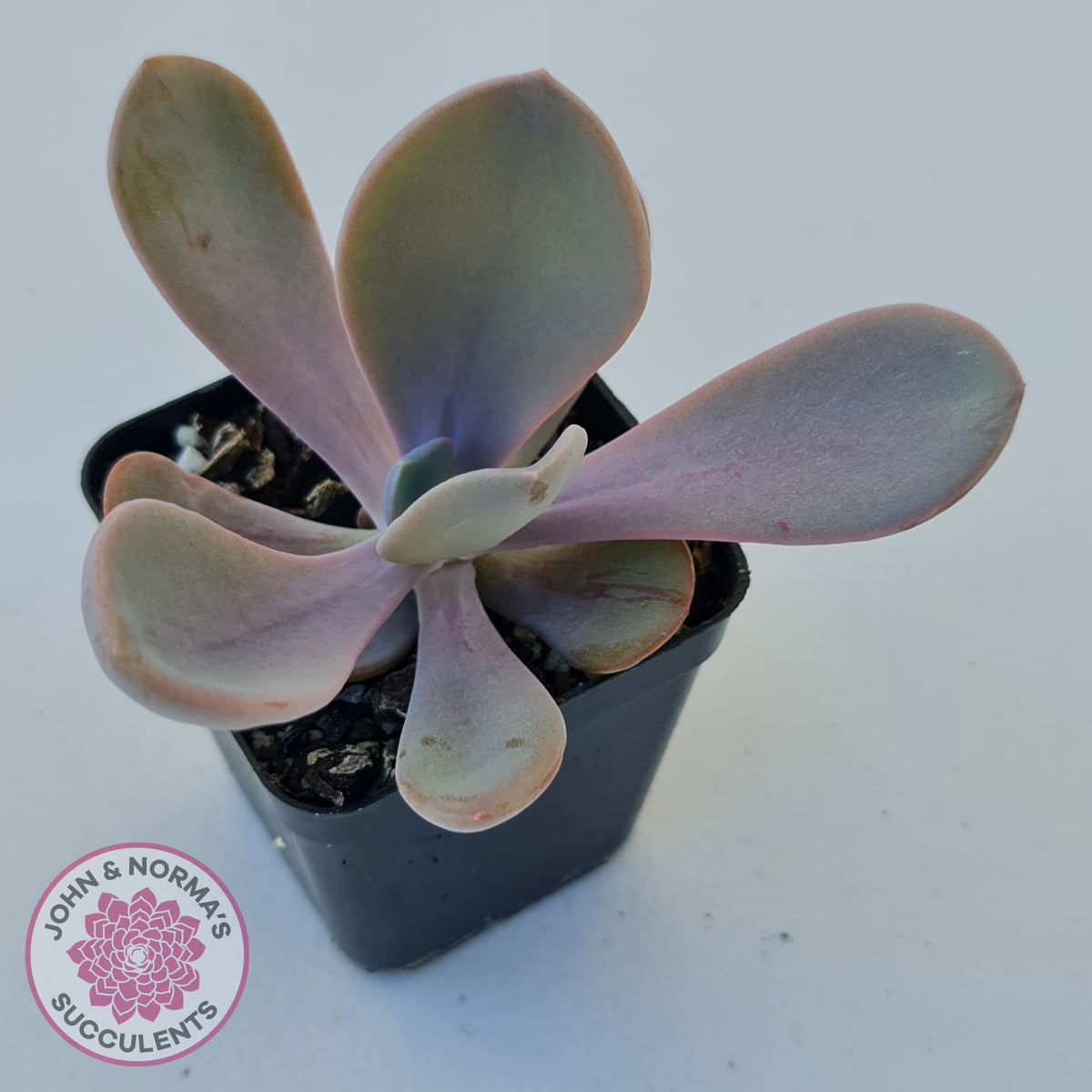 Echeveria Violescens