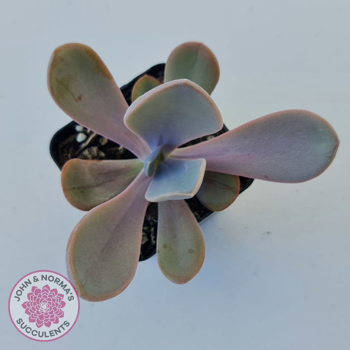 Echeveria Violescens