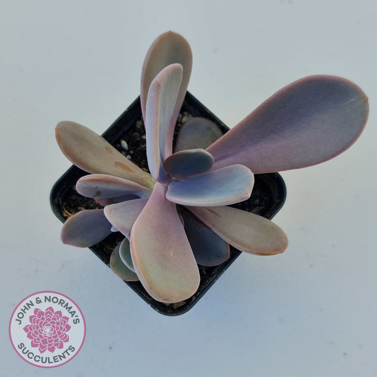 Echeveria Violescens