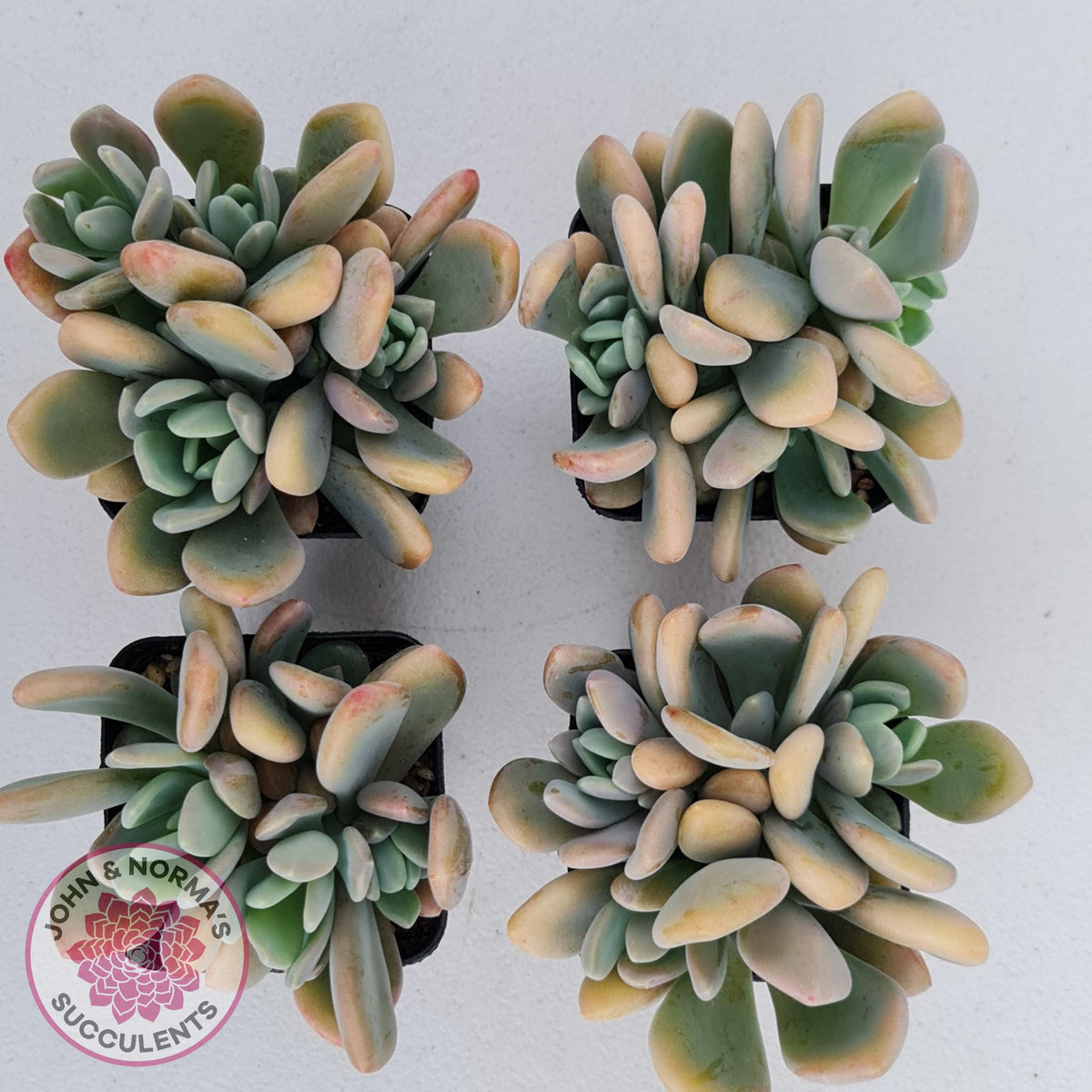 Echeveria X Lady Grey