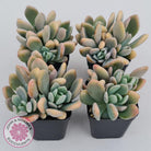 Echeveria X Lady Grey