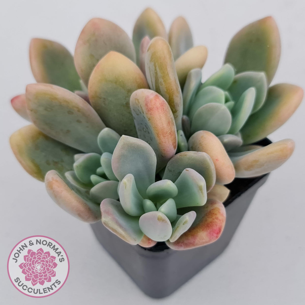 Echeveria X Lady Grey