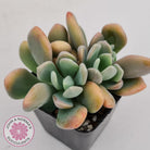 Echeveria X Lady Grey