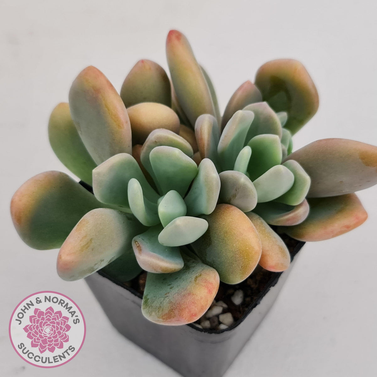 Echeveria X Lady Grey