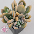 Echeveria X Lady Grey