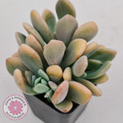 Echeveria X Lady Grey