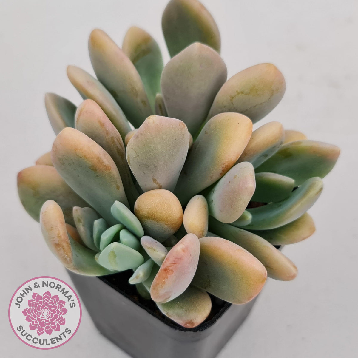 Echeveria X Lady Grey