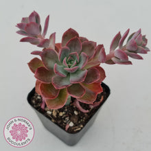 Load image into Gallery viewer, Echeveria bicolor var. bicolor - John &amp; Norma&#39;s Succulents
