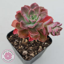 Load image into Gallery viewer, Echeveria bicolor var. bicolor - John &amp; Norma&#39;s Succulents

