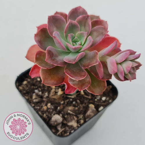 Echeveria bicolor var. bicolor - John & Norma's Succulents