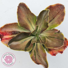 Load image into Gallery viewer, Echeveria fimbriata variegated
