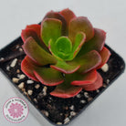 Echeveria multicaulis lipstick