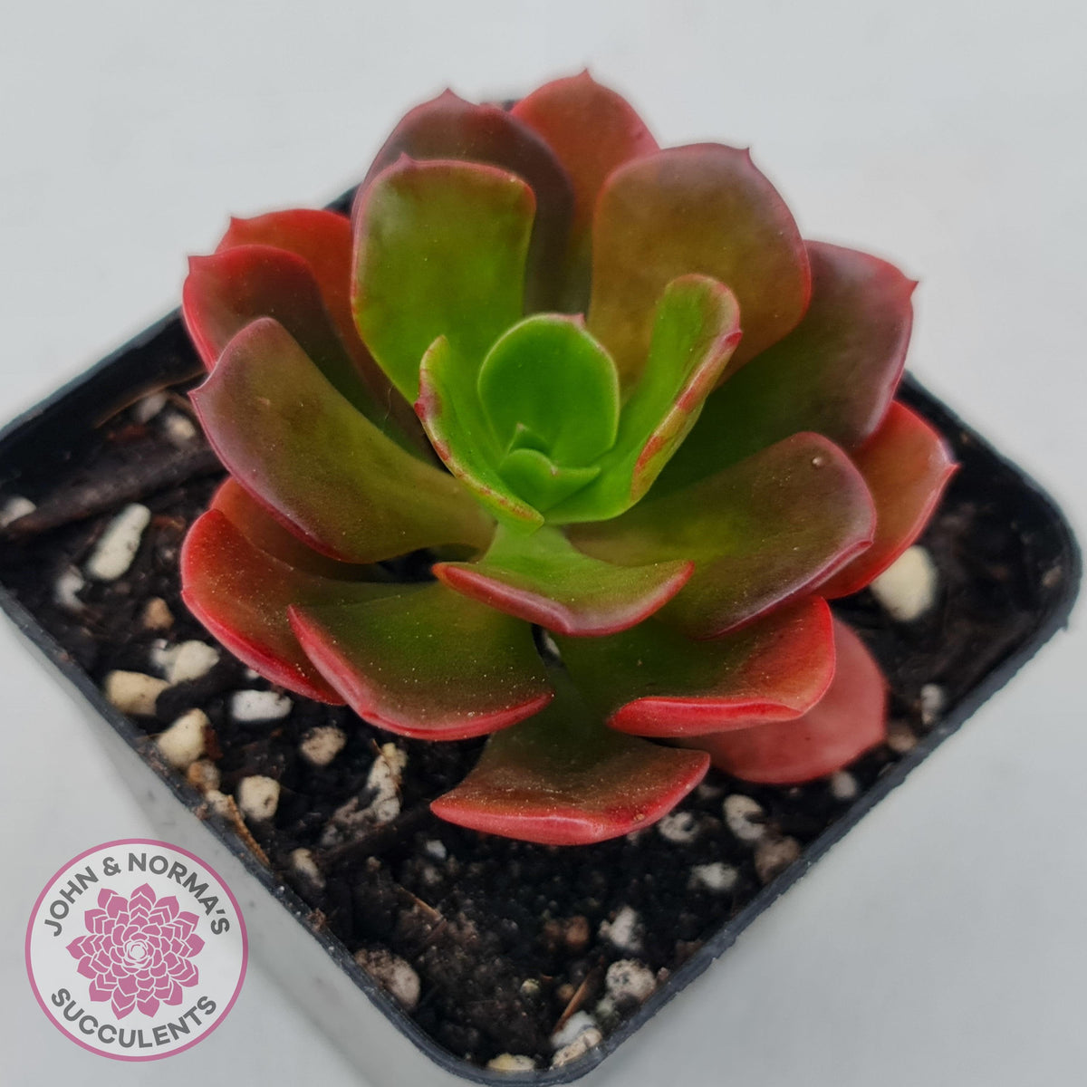 Echeveria multicaulis lipstick