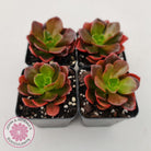 Echeveria multicaulis lipstick