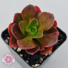 Echeveria multicaulis lipstick