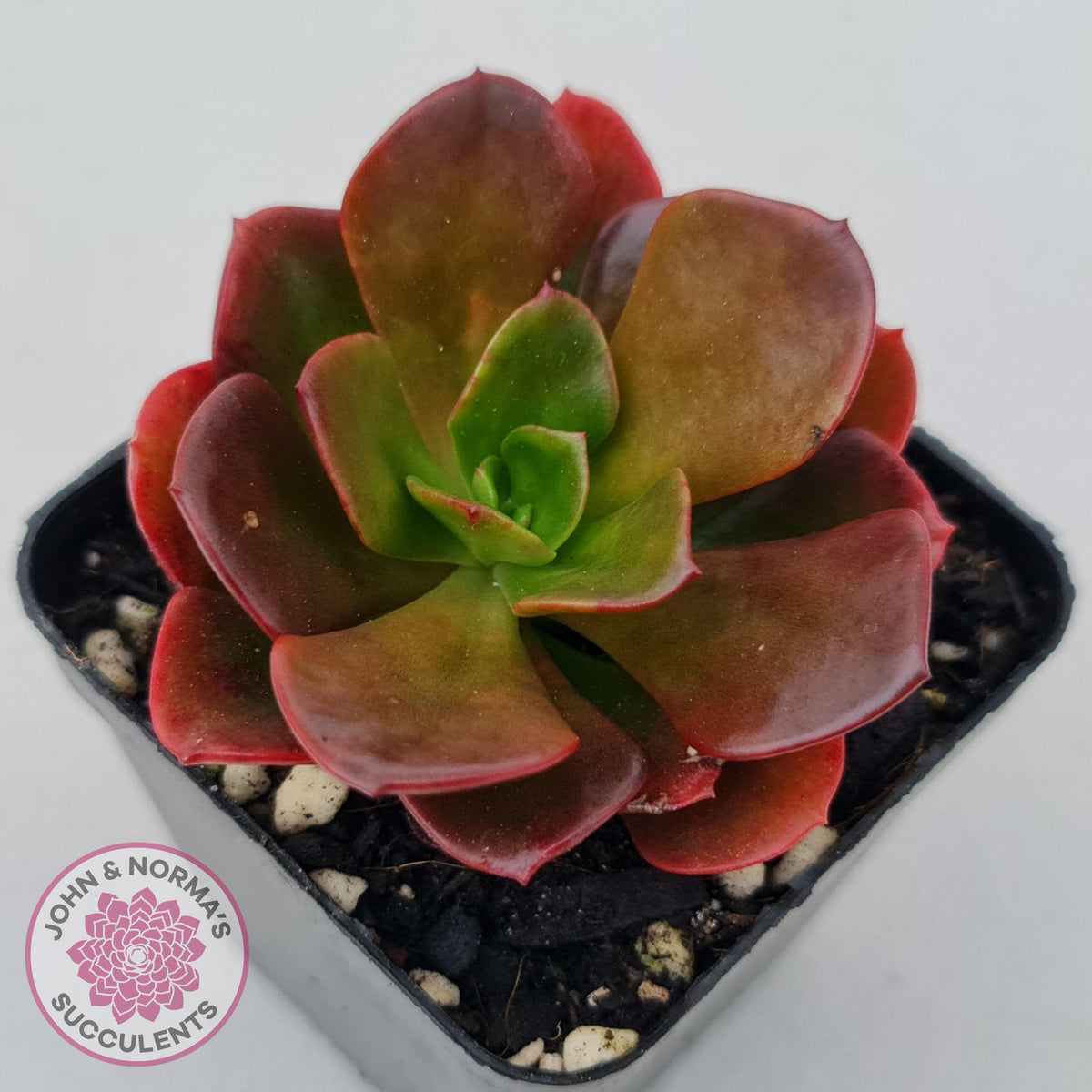 Echeveria multicaulis lipstick