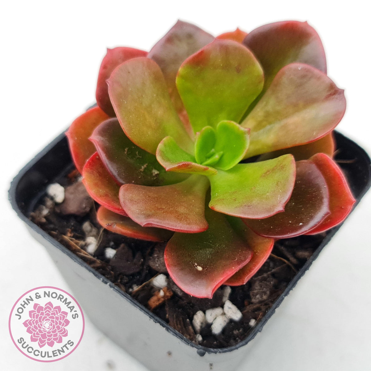 Echeveria multicaulis lipstick