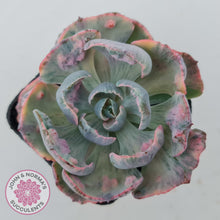 Load image into Gallery viewer, Echeveria Beyonce Rainbow Variegated
