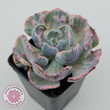 Load image into Gallery viewer, Echeveria Beyonce Rainbow Variegated
