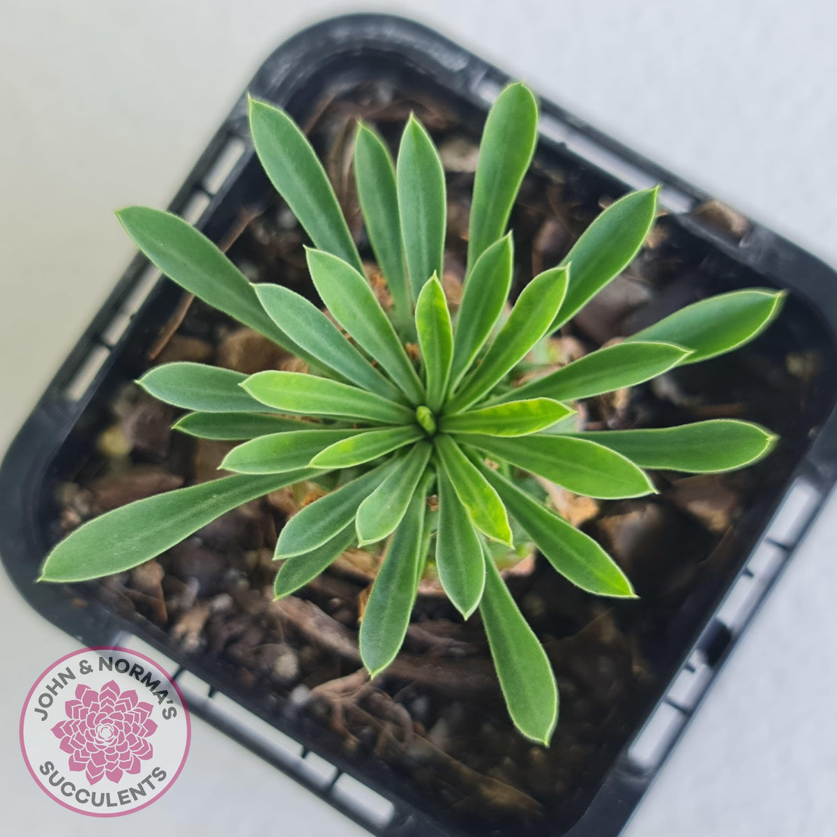 Euphorbia 'Pineapple Head'