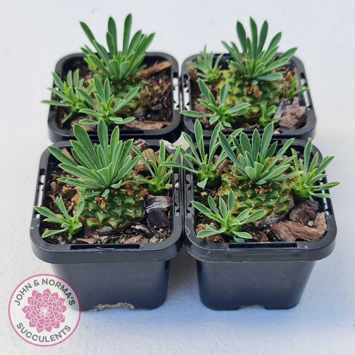 Euphorbia 'Pineapple Head' John & Norma's Succulents John & Norma's