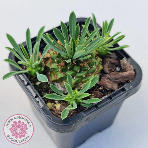 Euphorbia 'Pineapple Head' - John & Norma's Succulents Australia