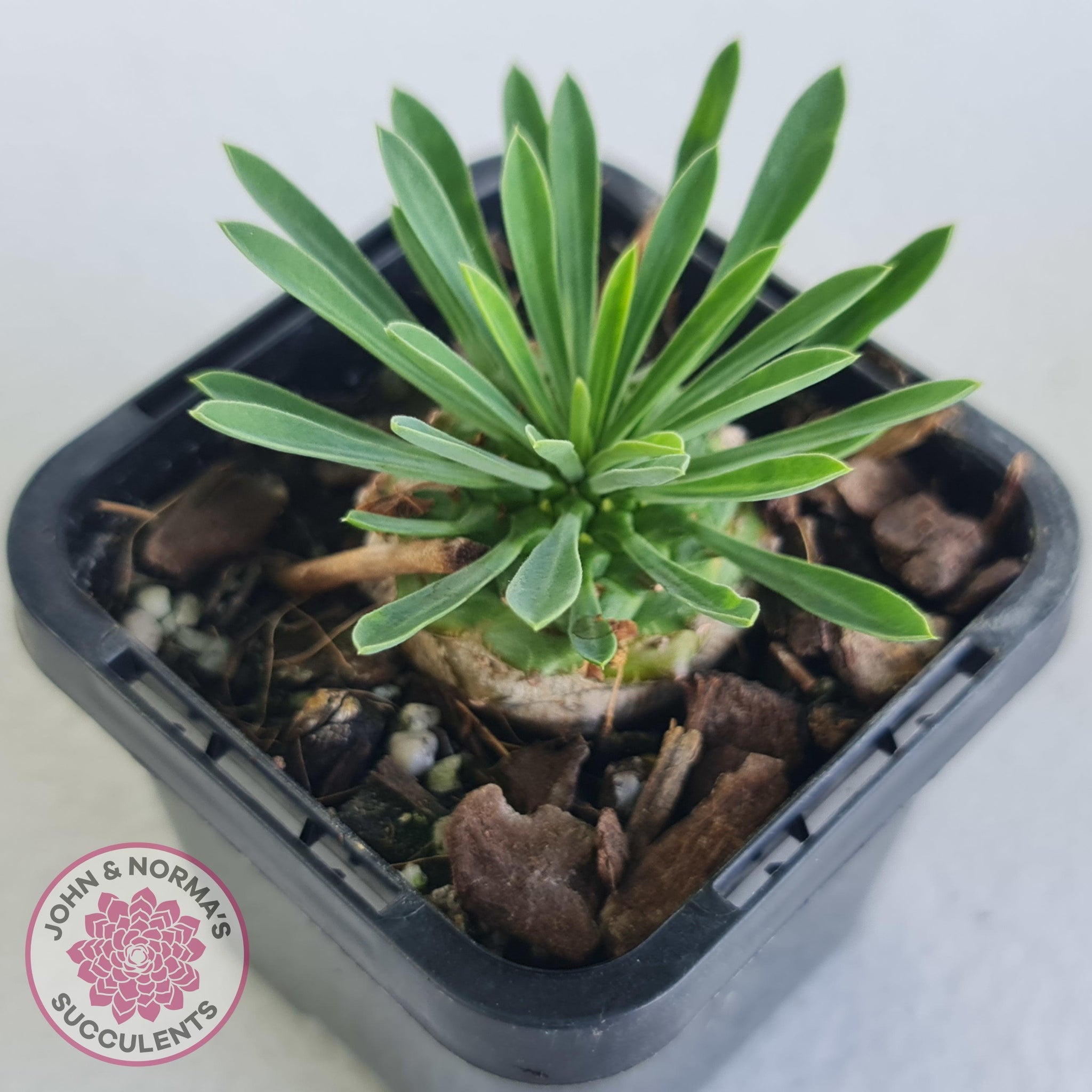is pineapple a succulent Buy Euphorbia 'Pineapple Head' Australia