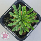 Euphorbia 'Pineapple Head'