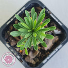 Euphorbia 'Pineapple Head'