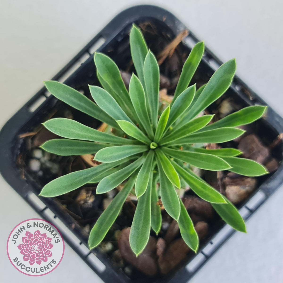 Euphorbia 'Pineapple Head'