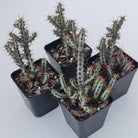 Euphorbia aeruginosa 'miniature saguaro'