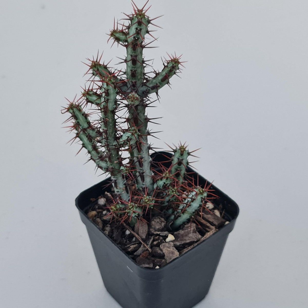 Euphorbia aeruginosa 'miniature saguaro'
