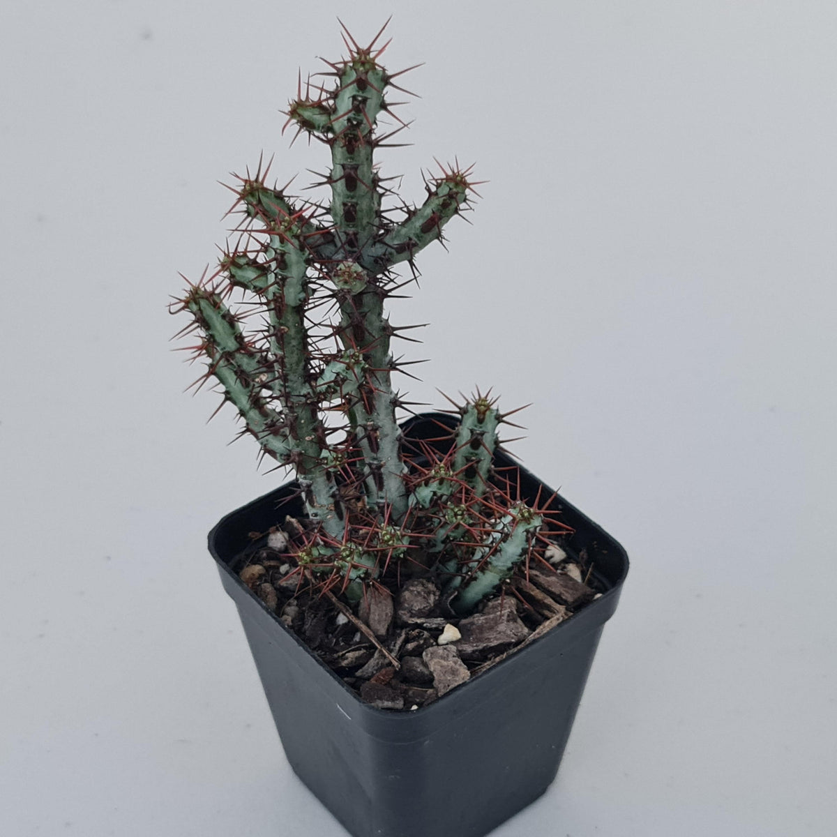 Euphorbia aeruginosa 'miniature saguaro'