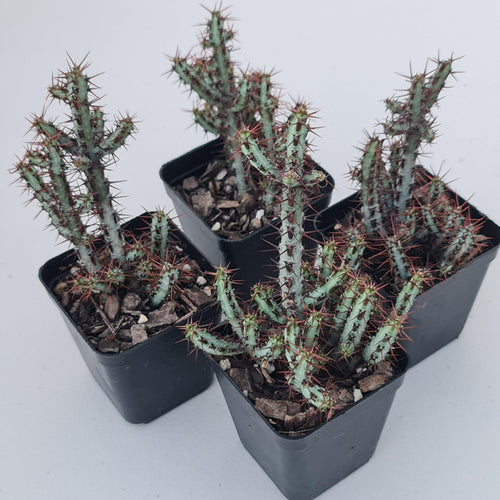 Euphorbia aeruginosa 'miniature saguaro' - John & Norma's Succulents Australia