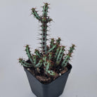 Euphorbia aeruginosa 'miniature saguaro'