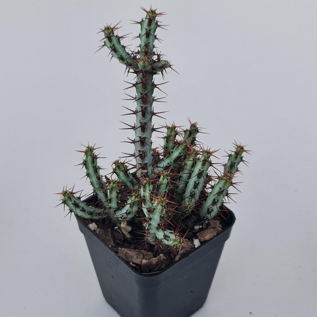 Euphorbia aeruginosa 'miniature saguaro'
