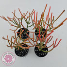 Euphorbia tirucalli 'Fire Sticks'