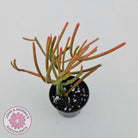 Euphorbia tirucalli 'Fire Sticks'