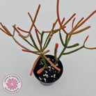 Euphorbia tirucalli 'Fire Sticks'